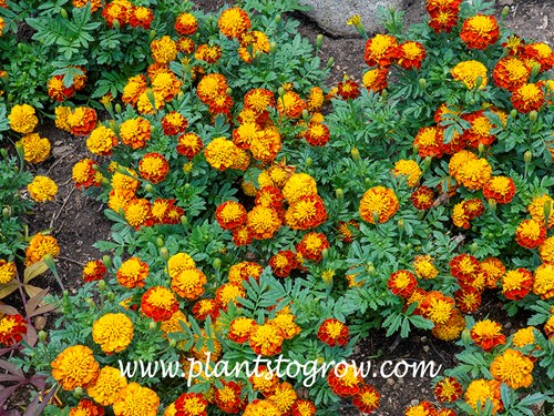 Janie Spry Marigold (Tagetes patula)